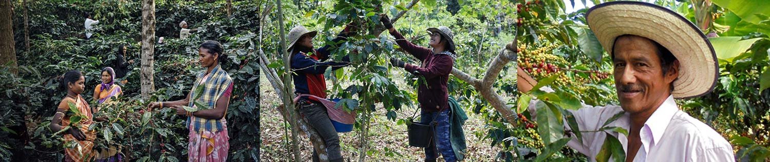 Nos producteurs de café